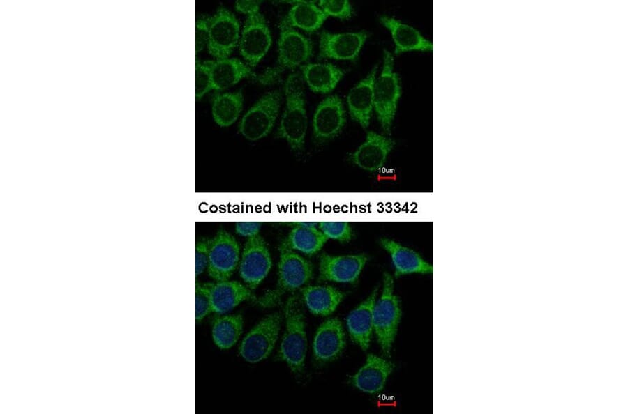 Immunofluorescence - Alpha-1A adrenergic receptor antibody from Signalway Antibody (22610) - Antibodies.com