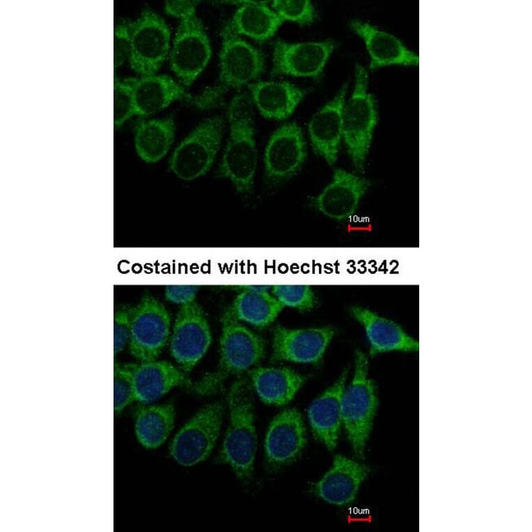 Immunofluorescence - Alpha-1A adrenergic receptor antibody from Signalway Antibody (22610) - Antibodies.com
