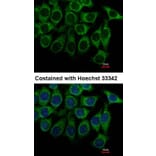 Immunofluorescence - Alpha-1A adrenergic receptor antibody from Signalway Antibody (22610) - Antibodies.com
