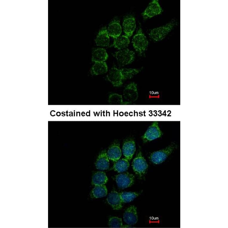 Immunofluorescence - ST3GAL1 antibody from Signalway Antibody (22094) - Antibodies.com