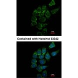 Immunofluorescence - ST3GAL1 antibody from Signalway Antibody (22094) - Antibodies.com