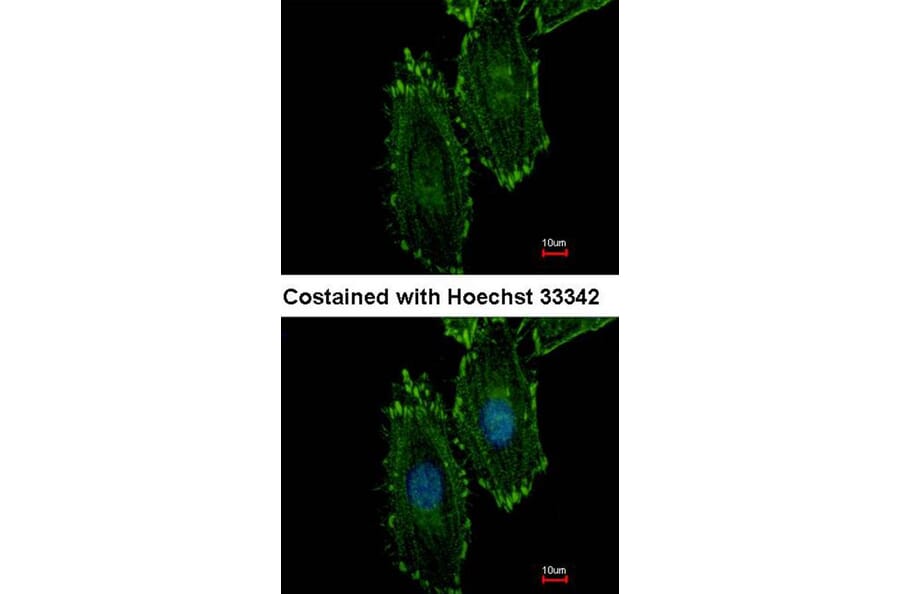 Immunofluorescence - RASGRP4 antibody from Signalway Antibody (22219) - Antibodies.com