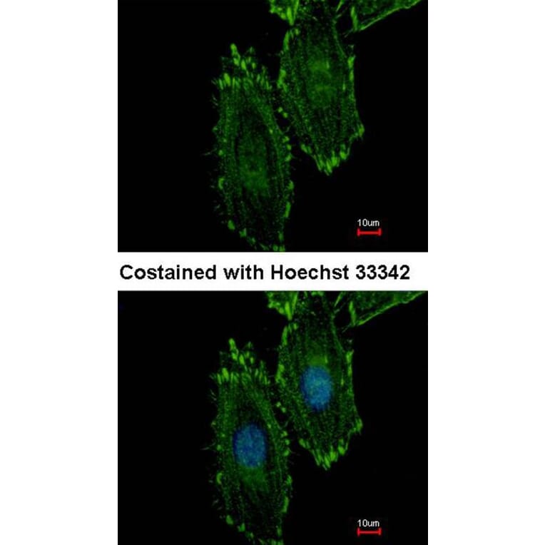 Immunofluorescence - RASGRP4 antibody from Signalway Antibody (22219) - Antibodies.com