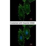 Immunofluorescence - RASGRP4 antibody from Signalway Antibody (22219) - Antibodies.com