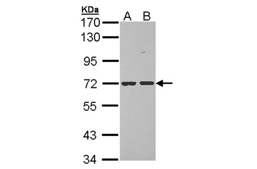 POMGNT1 antibody from Signalway Antibody (22230) - Antibodies.com