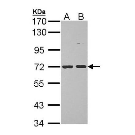 POMGNT1 antibody from Signalway Antibody (22230) - Antibodies.com
