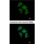 Immunofluorescence - POMGNT1 antibody from Signalway Antibody (22230) - Antibodies.com