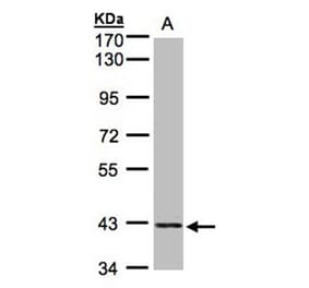 PRPSAP2 antibody from Signalway Antibody (22283) - Antibodies.com