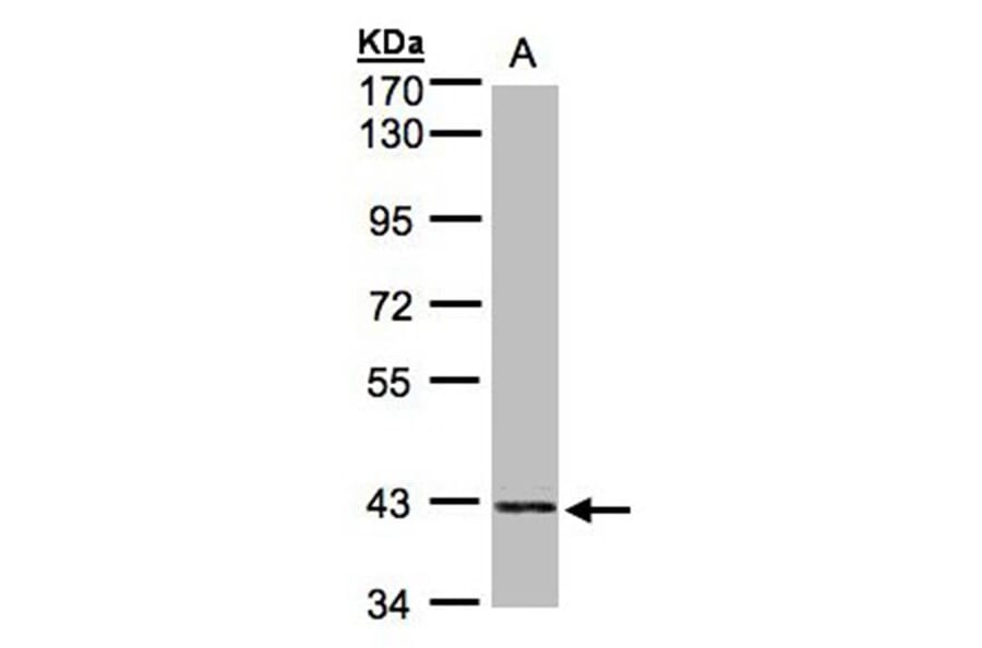 PRPSAP2 antibody from Signalway Antibody (22283) - Antibodies.com