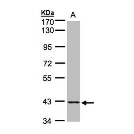 PRPSAP2 antibody from Signalway Antibody (22283) - Antibodies.com