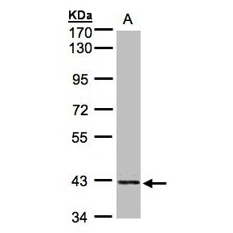 PRPSAP2 antibody from Signalway Antibody (22283) - Antibodies.com