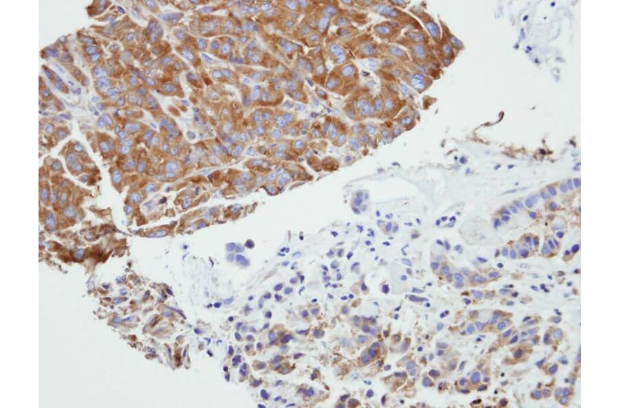 Immunohistochemistry - PRPSAP2 antibody from Signalway Antibody (22283) - Antibodies.com