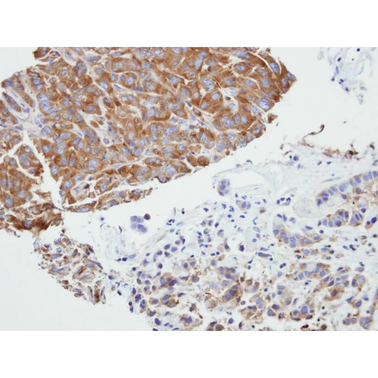 Immunohistochemistry - PRPSAP2 antibody from Signalway Antibody (22283) - Antibodies.com