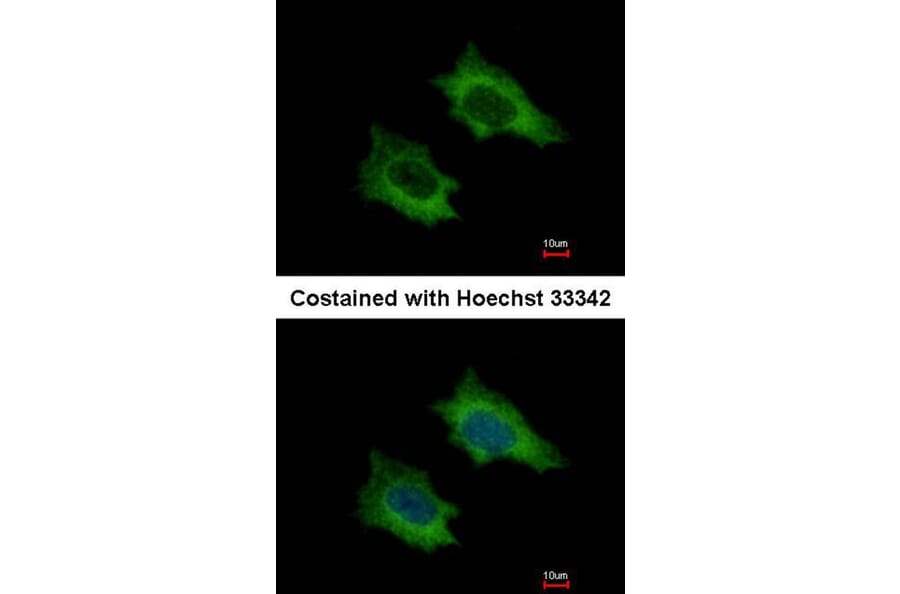 Immunofluorescence - PRPSAP2 antibody from Signalway Antibody (22283) - Antibodies.com