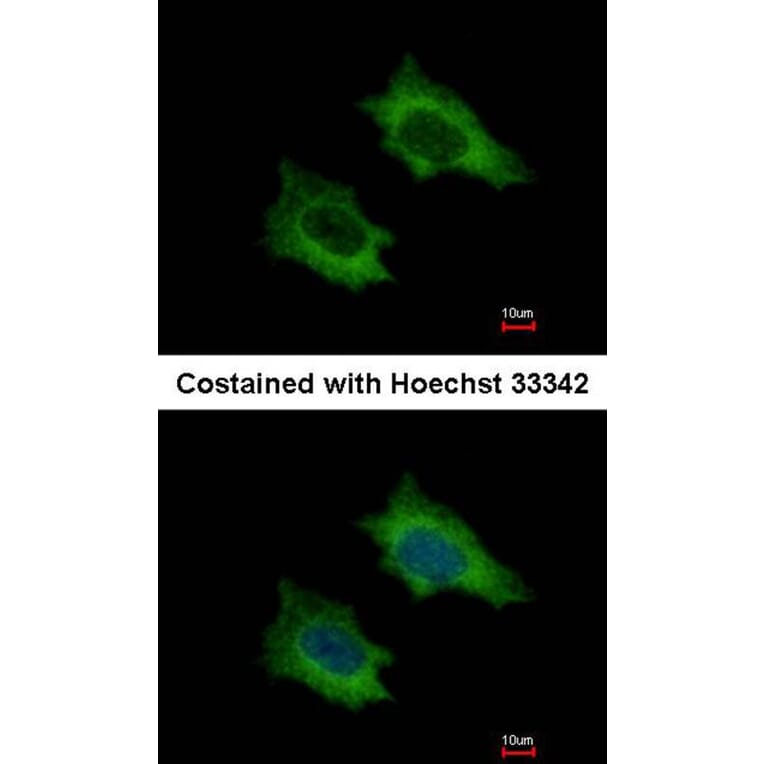 Immunofluorescence - PRPSAP2 antibody from Signalway Antibody (22283) - Antibodies.com
