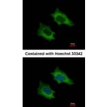 Immunofluorescence - PRPSAP2 antibody from Signalway Antibody (22283) - Antibodies.com