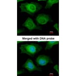Immunofluorescence - AKR1B10 antibody from Signalway Antibody (22305) - Antibodies.com