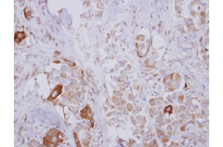 Immunohistochemistry - ARHGEF5 antibody from Signalway Antibody (22309) - Antibodies.com