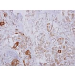 Immunohistochemistry - ARHGEF5 antibody from Signalway Antibody (22309) - Antibodies.com