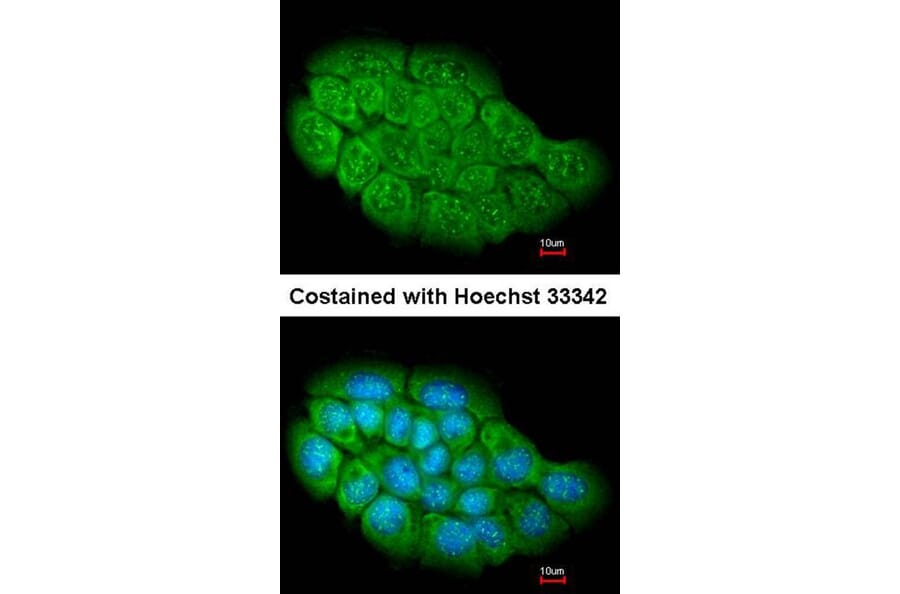 Immunofluorescence - ARHGEF5 antibody from Signalway Antibody (22309) - Antibodies.com