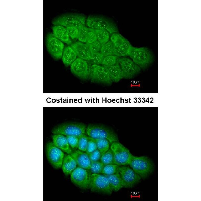 Immunofluorescence - ARHGEF5 antibody from Signalway Antibody (22309) - Antibodies.com