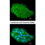 Immunofluorescence - ARHGEF5 antibody from Signalway Antibody (22309) - Antibodies.com