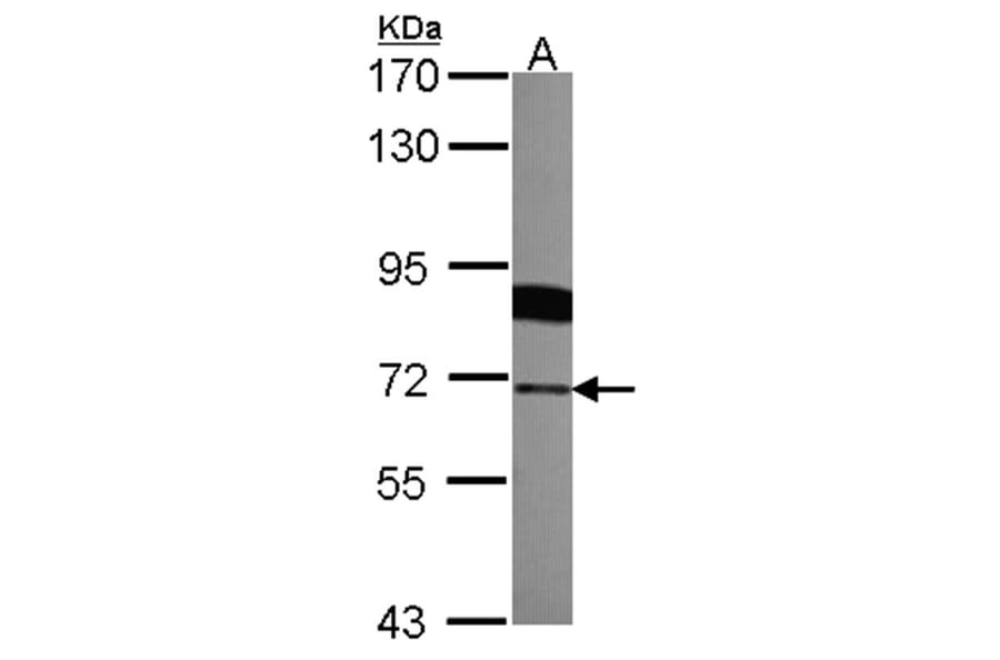 Radixin antibody from Signalway Antibody (22325) - Antibodies.com