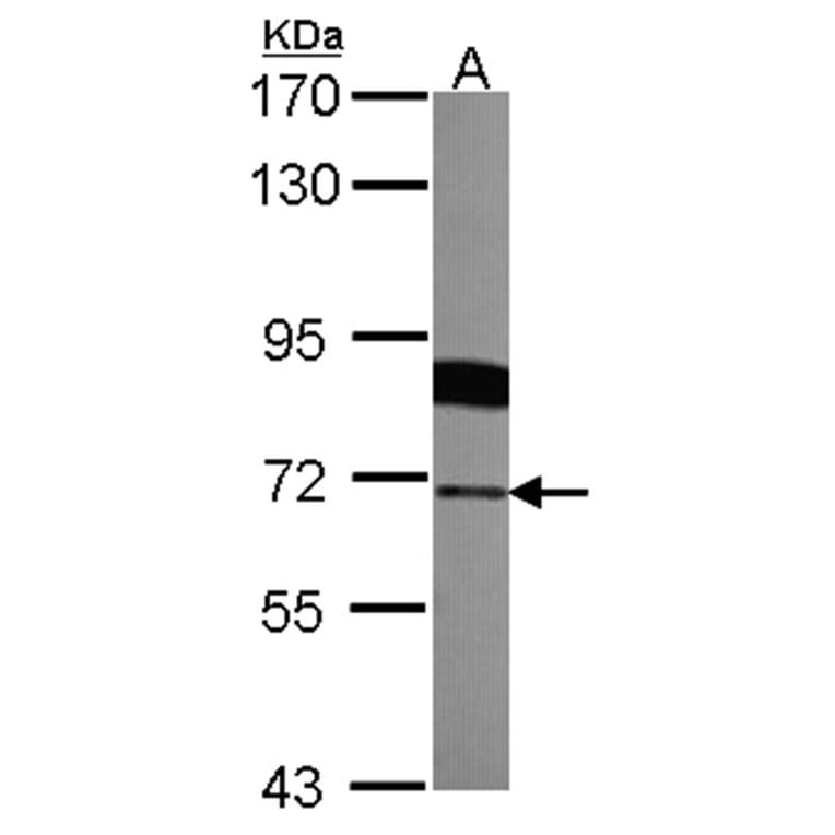 Radixin antibody from Signalway Antibody (22325) - Antibodies.com