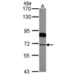 Radixin antibody from Signalway Antibody (22325) - Antibodies.com