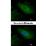 Immunofluorescence - Radixin antibody from Signalway Antibody (22325) - Antibodies.com