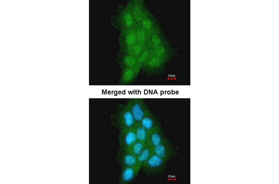 Immunofluorescence - MAGEA11 antibody from Signalway Antibody (22350) - Antibodies.com