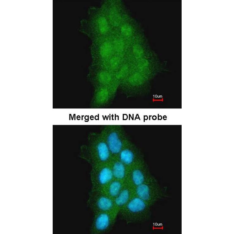 Immunofluorescence - MAGEA11 antibody from Signalway Antibody (22350) - Antibodies.com
