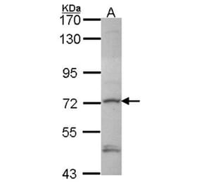 Deltex1 antibody from Signalway Antibody (22416) - Antibodies.com