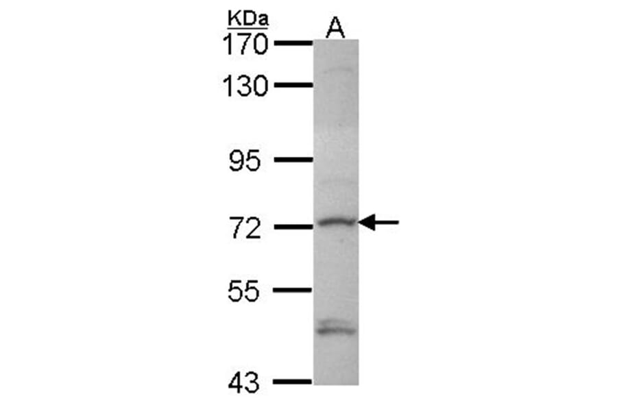 Deltex1 antibody from Signalway Antibody (22416) - Antibodies.com