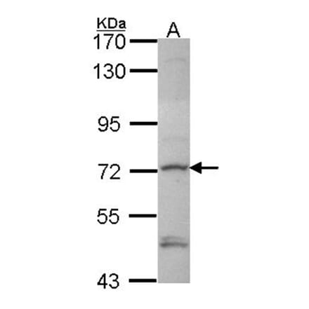 Deltex1 antibody from Signalway Antibody (22416) - Antibodies.com