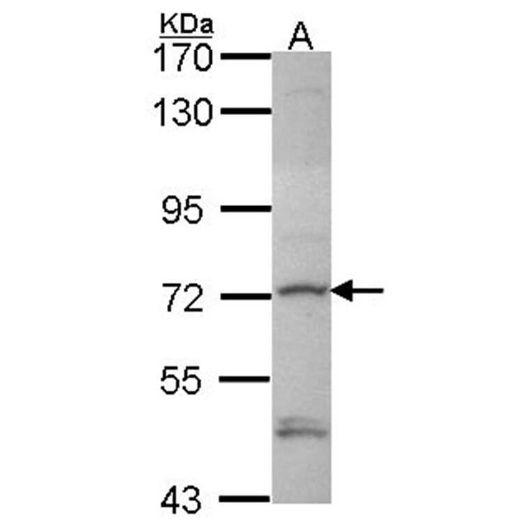 Deltex1 antibody from Signalway Antibody (22416) - Antibodies.com