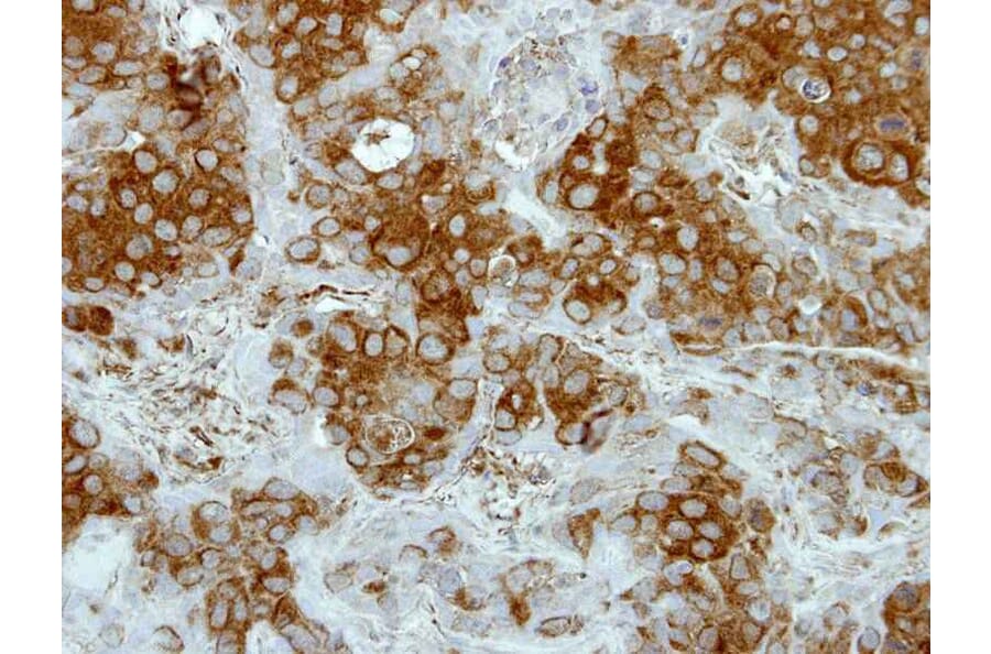 Immunohistochemistry - Deltex1 antibody from Signalway Antibody (22416) - Antibodies.com