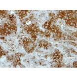 Immunohistochemistry - Deltex1 antibody from Signalway Antibody (22416) - Antibodies.com