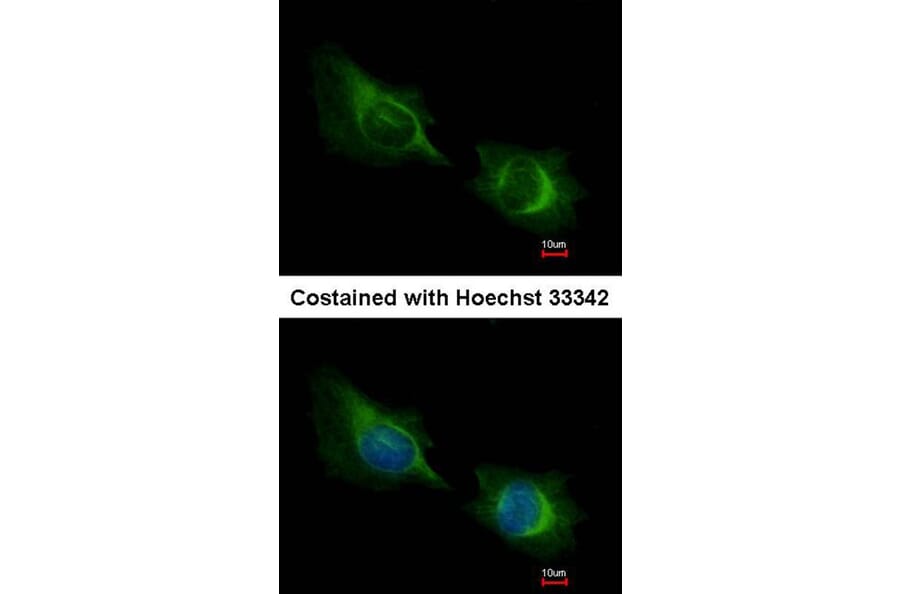 Immunofluorescence - Deltex1 antibody from Signalway Antibody (22416) - Antibodies.com