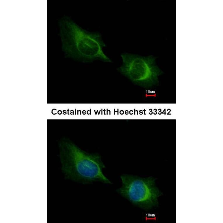 Immunofluorescence - Deltex1 antibody from Signalway Antibody (22416) - Antibodies.com