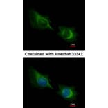 Immunofluorescence - Deltex1 antibody from Signalway Antibody (22416) - Antibodies.com