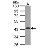 NDUFA10 antibody from Signalway Antibody (22430) - Antibodies.com