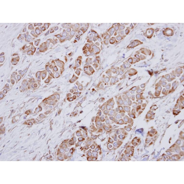 Immunohistochemistry - NDUFA10 antibody from Signalway Antibody (22430) - Antibodies.com
