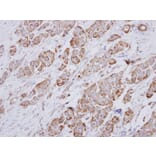 Immunohistochemistry - NDUFA10 antibody from Signalway Antibody (22430) - Antibodies.com