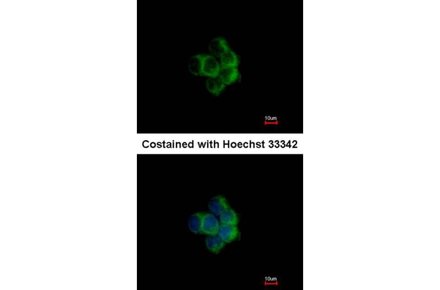 Immunofluorescence - NDUFA10 antibody from Signalway Antibody (22430) - Antibodies.com