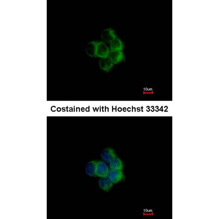 Immunofluorescence - NDUFA10 antibody from Signalway Antibody (22430) - Antibodies.com
