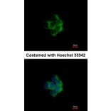 Immunofluorescence - NDUFA10 antibody from Signalway Antibody (22430) - Antibodies.com
