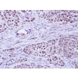 Immunohistochemistry - BCL2L10 antibody from Signalway Antibody (22559) - Antibodies.com