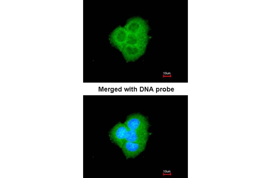 Immunofluorescence - BCL2L10 antibody from Signalway Antibody (22559) - Antibodies.com