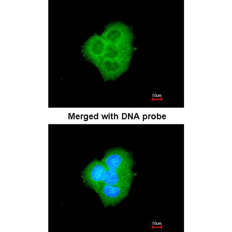 Immunofluorescence - BCL2L10 antibody from Signalway Antibody (22559) - Antibodies.com